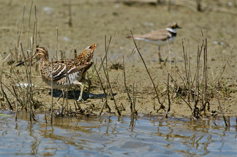 Gallinago media - Croccolone
